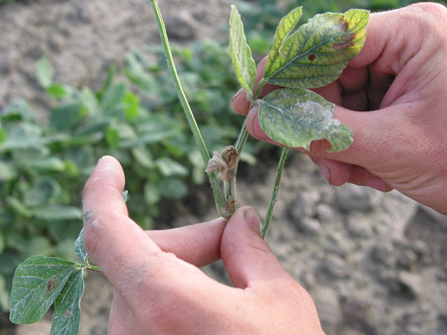 A dead terminal growing point is one of the symptoms of boron deficiency in soybeans. (Photo courtesy of Nathan Slaton, University of Arkansas System Division of Agriculture)